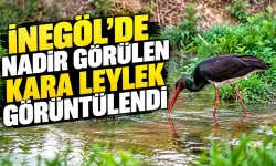 İnegöl’de nadir görülen kara leylek görüntülendi