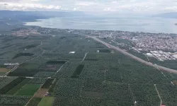 İznik’te “sarı altın” hasadı başladı: Müşküle üzümünde rekolte yüz güldürdü