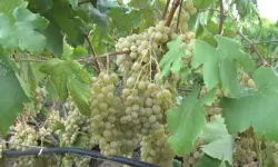 İçki üreticisine üzüm ve arpa satmak caiz mi? Dinî hükmü ve gerekçeleri