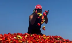 Karacabey’de domates üreticisinin çeltik suyu tepkisi: Dönümde 7 tona kadar kayıp