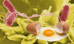 Belçika’da Yumurta Alarmı Büyüyor! Salmonella Vakalarında Sayı 318’e Ulaştı