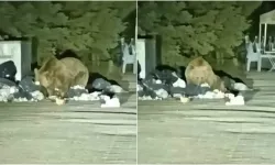 Uludağ’da ayı çöp konteynerinde yiyecek aradı