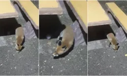 Uludağ’da yiyecek arayan tilki vatandaşların yanına kadar geldi