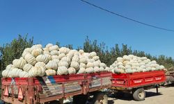 İnegöl'ün kabak üretim merkezi Çeltikçi'de hasat başladı