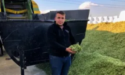 Yem fiyatları arttı, besiciler silajlık mısır ve samana yöneldi