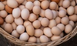 Çift Sarılı Yumurta Neden Olur? Bu Yumurtadan İki Civciv Çıkar mı?