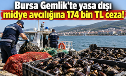 Bursa Gemlik'te yasa dışı midye avcılığına 174 bin TL ceza!