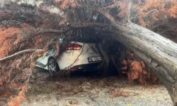 Bursa Mudanya'da Şiddetli Yağış Ağacı Devirdi! Park Halindeki Otomobilin Üzerine Düştü