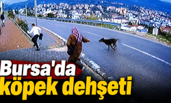 Bursa'da köpek dehşeti:Köpek çocuğa saldırdı !