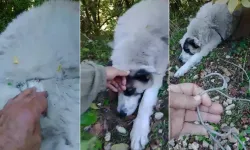 Bursa'da ormana kurulan tuzağa köpek yakalandı! Ekipler kurtardı