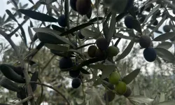 Bursa'da zeytin rekoltesi belli oldu! 290 bin tonluk üretim bekleniyor