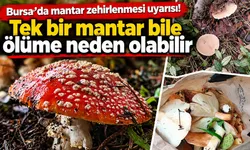 Bursa'da mantar zehirlenmesi uyarısı! Tek bir mantar bile ölüme neden olabilir