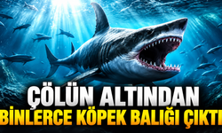 Çölün altından binlerce köpek balığı çıktı: Bölge yıllar önce denizmiş