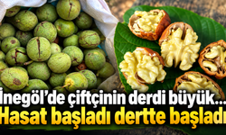 İnegöl’de çiftçinin derdi büyük... Hasat başladı dertte başladı