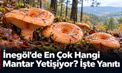 İnegöl'de En Çok Hangi Mantar Yetişiyor? İşte Yanıtı