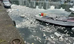 Mahalleli balık Kokusundan Pencere Açamıyor