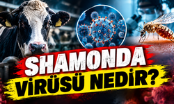 Shamonda virüsü nedir? Shamonda virüsü insana bulaşır mı ?