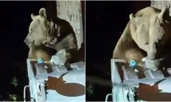 Uludağ’da aç kalan ayı çöp konteynerlerini karıştırdı