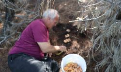 Yağmurlarla birlikte çam ormanları mantarlarla doldu