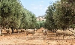 Zeytin tarlasına bırakılan 13 koyun 15 yılda toprağı değiştirdi