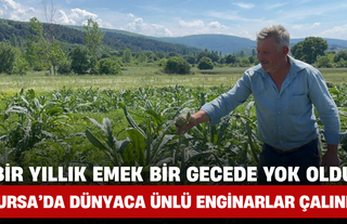 Bir Yıllık Emek Bir Gecede Yok Oldu! Bursa’da Dünyaca Ünlü Enginarlar Çalındı