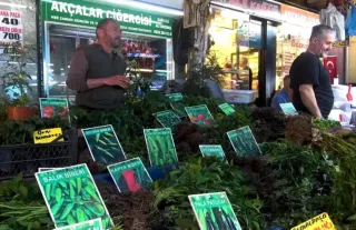 Bursa’da Fide Tezgahları Baharla Şenlendi: Tekli Fide 20, Demet 40 Liradan Satışta