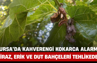 Bursa’da Kahverengi Kokarca Alarmı: Kiraz, Erik ve Dut Bahçeleri Tehlikede