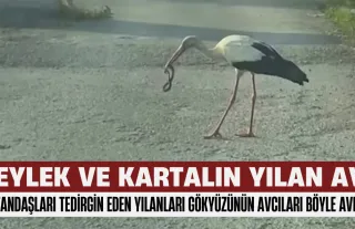Bursa'da Vatandaşları Tedirgin Eden Yılanları Gökyüzünün Avcıları Böyle Avladı
