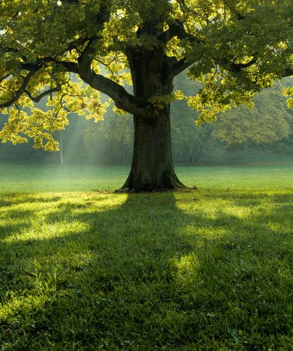 Rüyada Ağaç görmek ne demek? Dini rüya tabirleri
