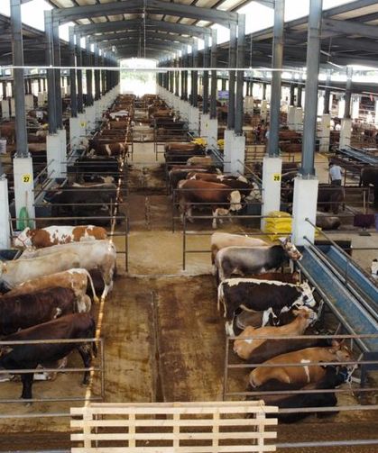 Kurbanlık hayvanlar hakkında merak edilenler; Din İşleri Yüksek Kurulu açıkladı