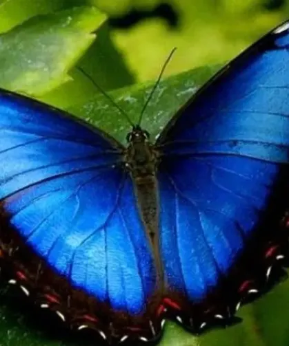 Günün Zeka Sorusu | Çiçeklerin Arasına Gizlenmiş Kelebek Var, Bakalım Görebilecek misiniz?