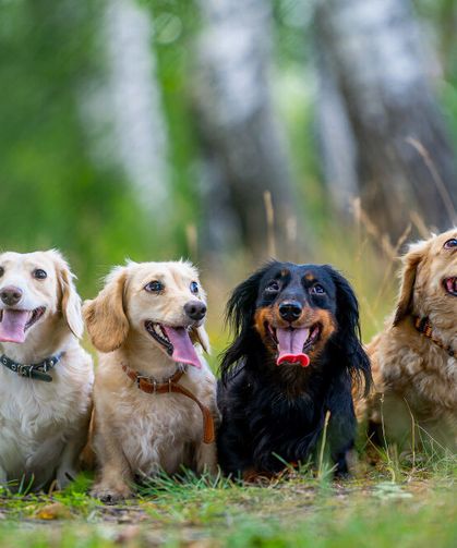 Köpeklerin Bıyıkları Kesilirse Ne Olur? Meğer Hayvanların Bıyıkları Sandığımızdan Çok Daha Önemliymiş!