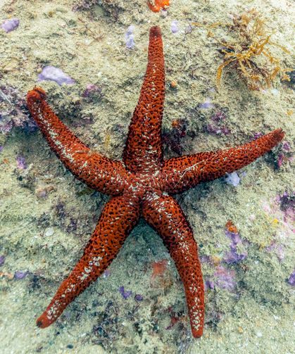 Denizyıldızı Yenilir mi? Deniz Yıldızı Zehirli mi? Denizyıldızı Hakkında İlginç Bilgiler!