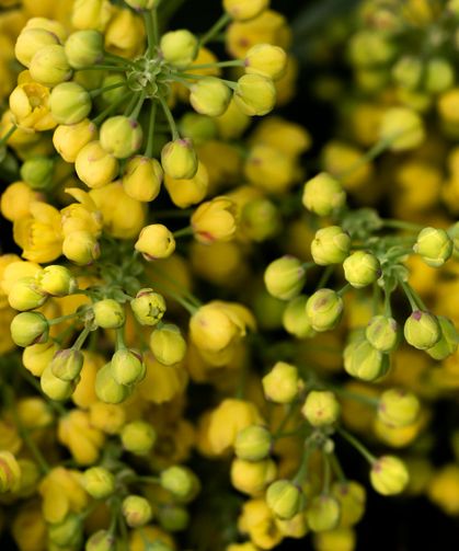 Rüyada Ihlamur Görmek Ne Anlama Gelir? Dini Rüya Tabirleri