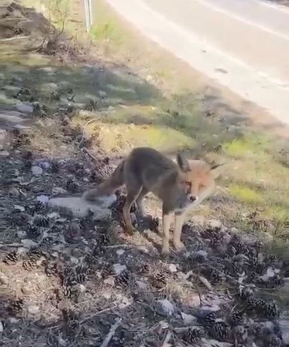 Bursa'da ilginç görüntüler!