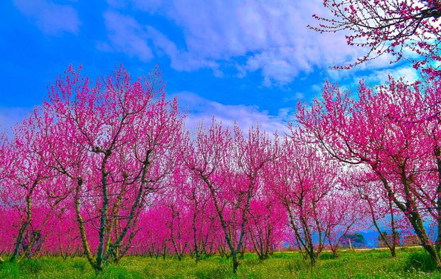 İznik’te Bahar Kartpostallık Görüntü Oluşturdu