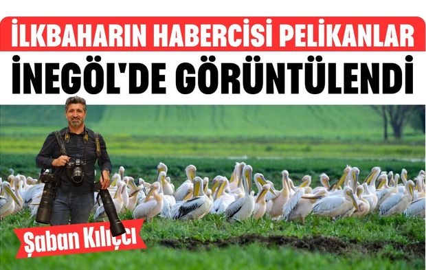 İlkbaharın Habercisi Pelikanlar İnegöl'de Görüntülendi