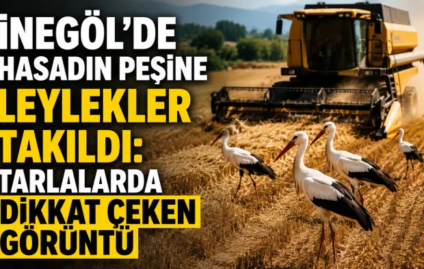 İnegöl’de Hasadın Peşine Leylekler Takıldı: Tarlalarda Dikkat Çeken Görüntü