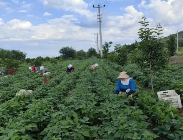 Bursa’da Nazende Fasulyesinin Hasadı Başladı: Kilosu 65 TL’den Satılıyor