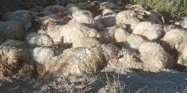 Hakkari’de kurtların saldırdığı 300 koyun birbirini ezerek telef oldu