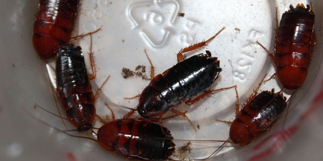 Hamam Böceği Nasıl Yok Edilir? Evdeki Hamam Böcekleri Nasıl Gider?
