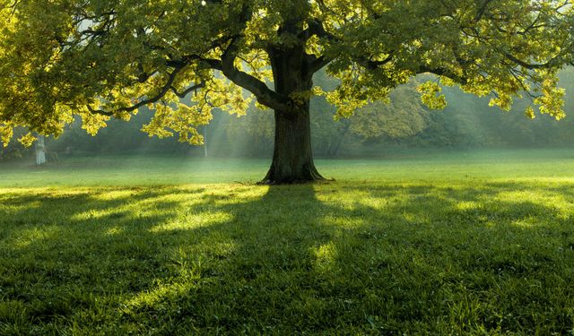 Rüyada Ağaç görmek ne demek? Dini rüya tabirleri