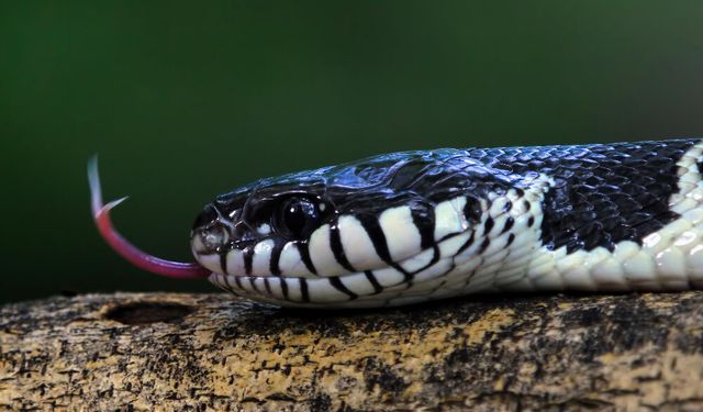 Rüyada Yılan Görmek Ne Anlama Gelir? Rüyada Yılan Görmek Kötü Müdür?