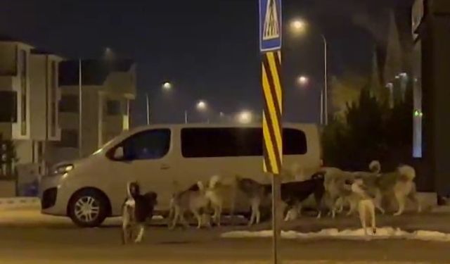 Erzurum’da başıboş köpeklerin korkutan görüntüleri