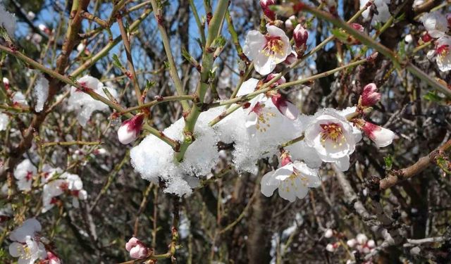 Kütahya’ya mart karı, çiçek açan ağaçlar karla kaplandı