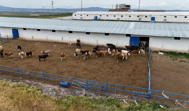 Banka Kredisi ile Kurban Kesmek Caiz mi? Kredi Kartıyla Kurban Satın Alınabilir mi?