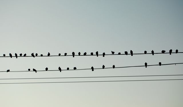 Elektrik telleri üzerine konan kuşlar neden çarpılmıyor?