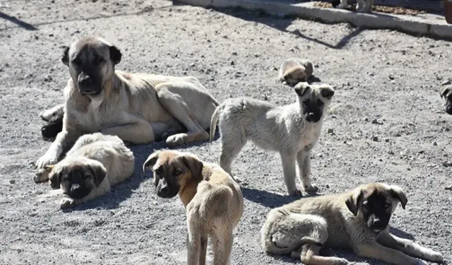 Başıboş Sokak Köpekleri İçin Yeni Kanun Teklifi TBMM'ye Sunuldu