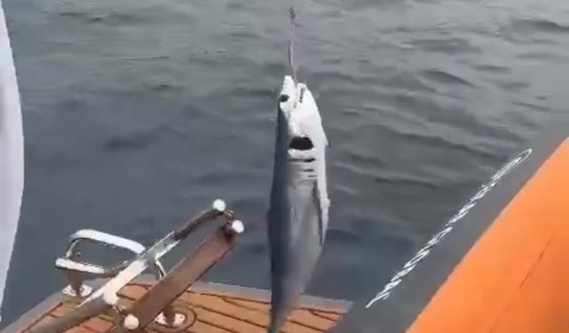 Amatör balıkçının oltasına köpek balığı geldi