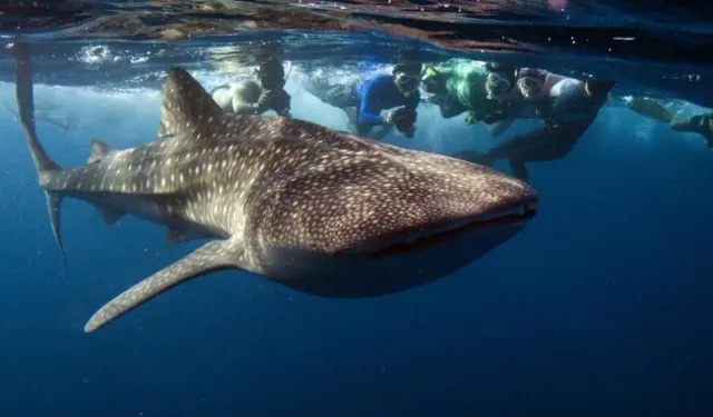 Denizlerin Dev Dostu: Balina Köpekbalığı! Bu Devasa Canavarı Tanıyın!